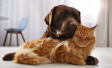 Кошки и собаки — члены семьи, друзья или компаньоны