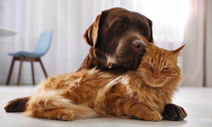 Кошки и собаки — члены семьи, друзья или компаньоны